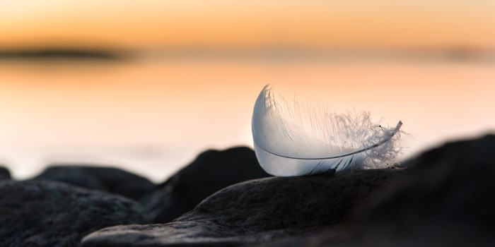 Journey of a Feather. Photographer Heidi Holmlund, BioFoto Finland.